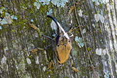 Rhinastus latisternus