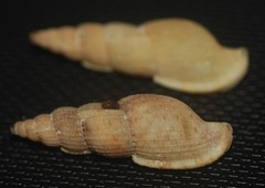 Tritonoharpa lanceolata