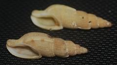 Tritonoharpa lanceolata