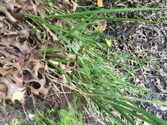 Poa anceps