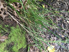 Poa anceps