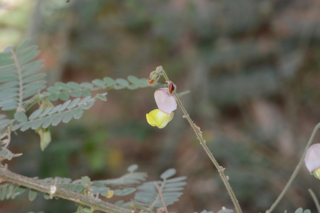 Coursetia mollis