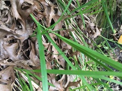 Poa anceps