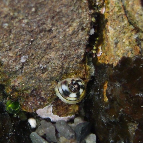 Risellopsis varia