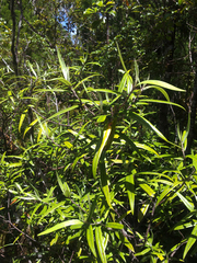 Corokia buddleioides linearis