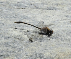 Progomphus borealis
