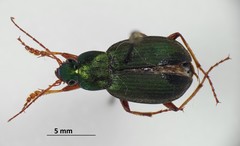 Chlaenius sericeus