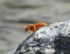 Polistes rossi