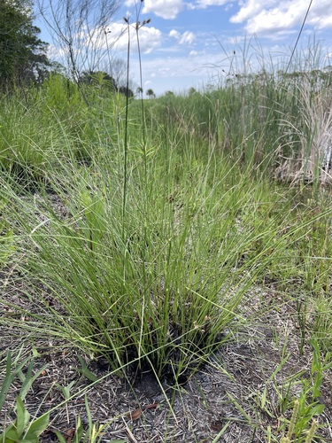 Image of Fimbristylis castanea by no rights reserved