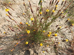 Tagetes subulata