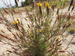 Tagetes subulata