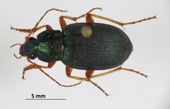Chlaenius sericeus