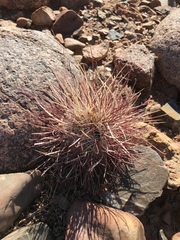 Sclerocactus polyancistrus