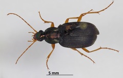 Chlaenius pennsylvanicus