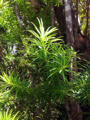 Halocarpus kirkii