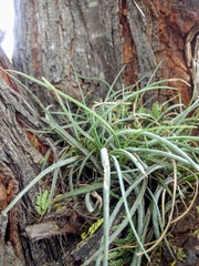 Tillandsia baileyi