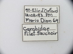 Chlaenius pennsylvanicus