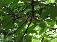 Vireo pallens