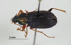 Chlaenius pennsylvanicus