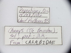 Chlaenius pennsylvanicus