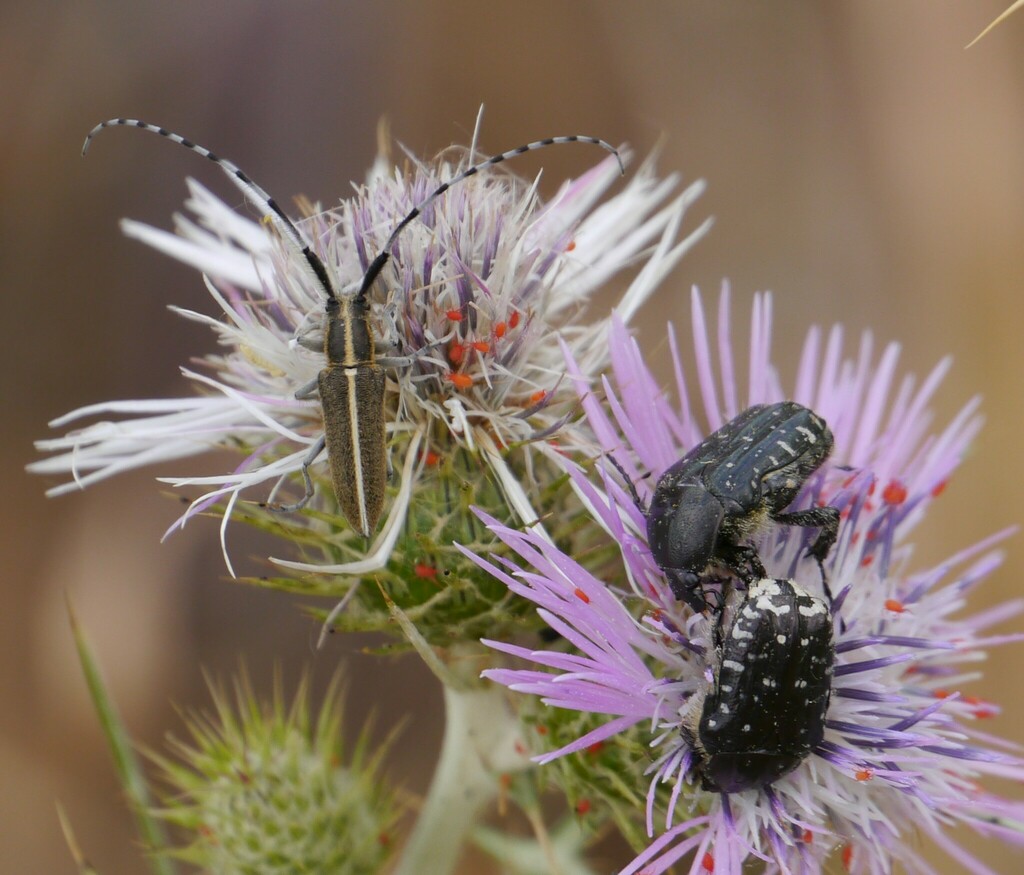 Mediterranean Spotted Chafer from Son Espanyol, Palma, Islas Baleares ...