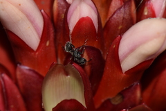 Camponotus
