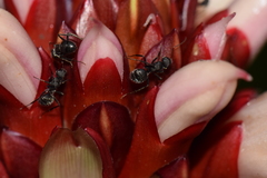 Camponotus