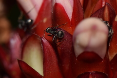 Camponotus