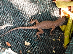 Sceloporus nelsoni