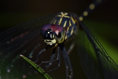 Dythemis nigra