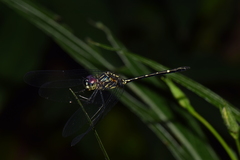 Dythemis nigra