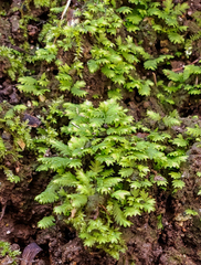 Fissidens subbasilaris