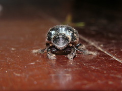 Dichotomius amicitiae