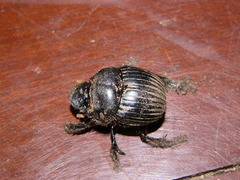 Dichotomius amicitiae