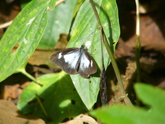 Leptophobia caesia tenuicornis