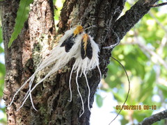 Cerogenes auricoma