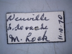 Colobopterus erraticus