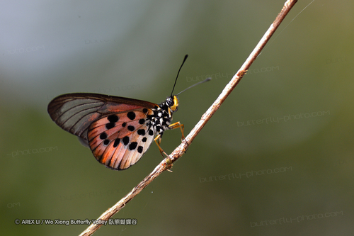 Large Bright Amber