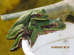 Smilisca cyanosticta