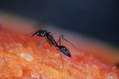 Odontomachus