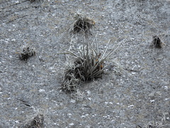 (c) Liliana Ramírez-Freire, some rights reserved (CC BY) Tillandsia karwinskyana, photograph (c) Liliana Ramírez-Freire, some rights reserved (CC BY)