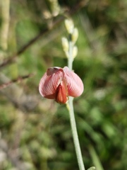 Sphaerophysa salsula