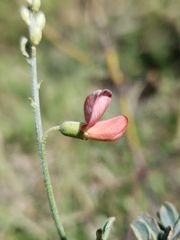 Sphaerophysa salsula