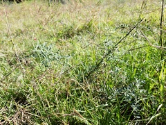 Sphaerophysa salsula
