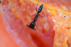 Odontomachus