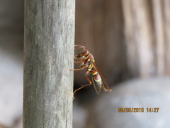 Polistes stabilinus
