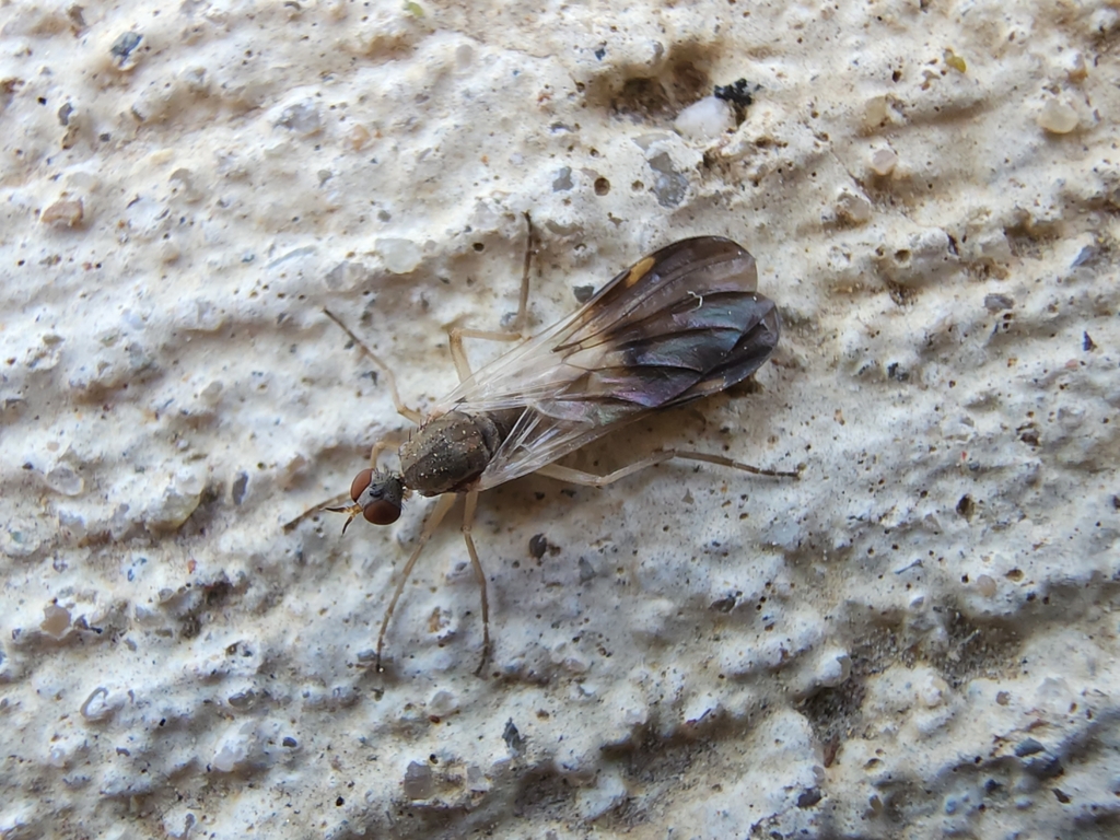 Rhamphomyia nasoni