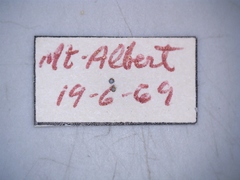 Colobopterus erraticus