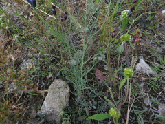 Porophyllum linaria