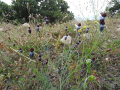 Porophyllum linaria